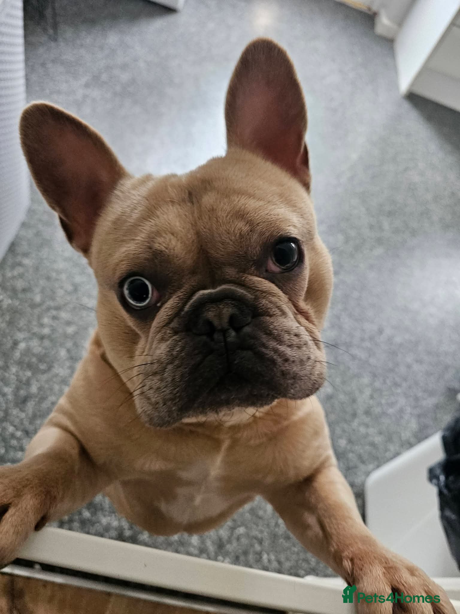 French Bulldog dogs Reggie French Bulldog - Advert 1