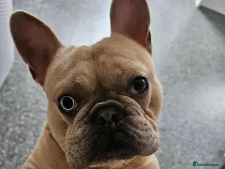 French Bulldog dogs Reggie French Bulldog - Advert 1