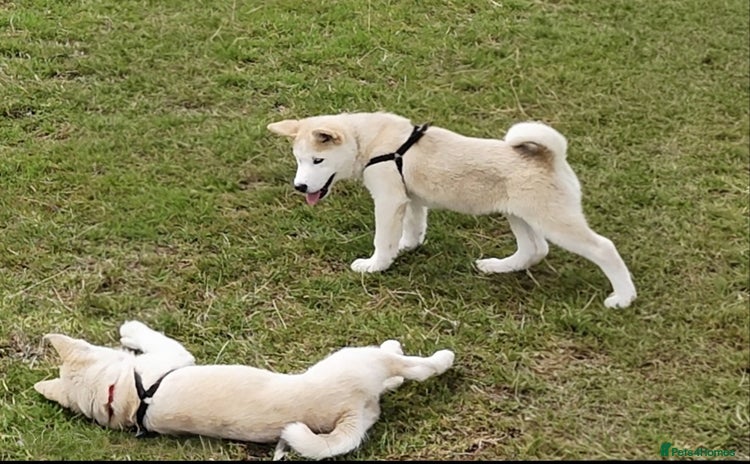 Mixed Breed dogs - Advert 1