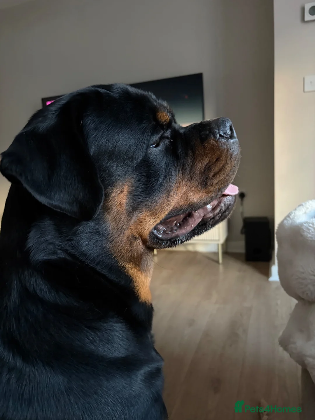 Rottweiler dogs for sale: Ronnie  Friendly, Loving 12 Month Male Rottweiler - Advert 2
