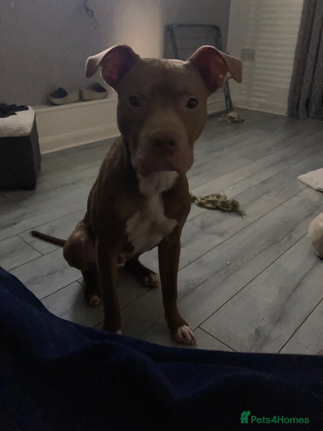 Mixed Breed dogs for sale: Buddy, 10 month old - Image 3
