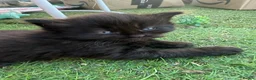 Mixed Breed cats for sale: One boy and one girl left - Longhaired, Kittens - Advert 1