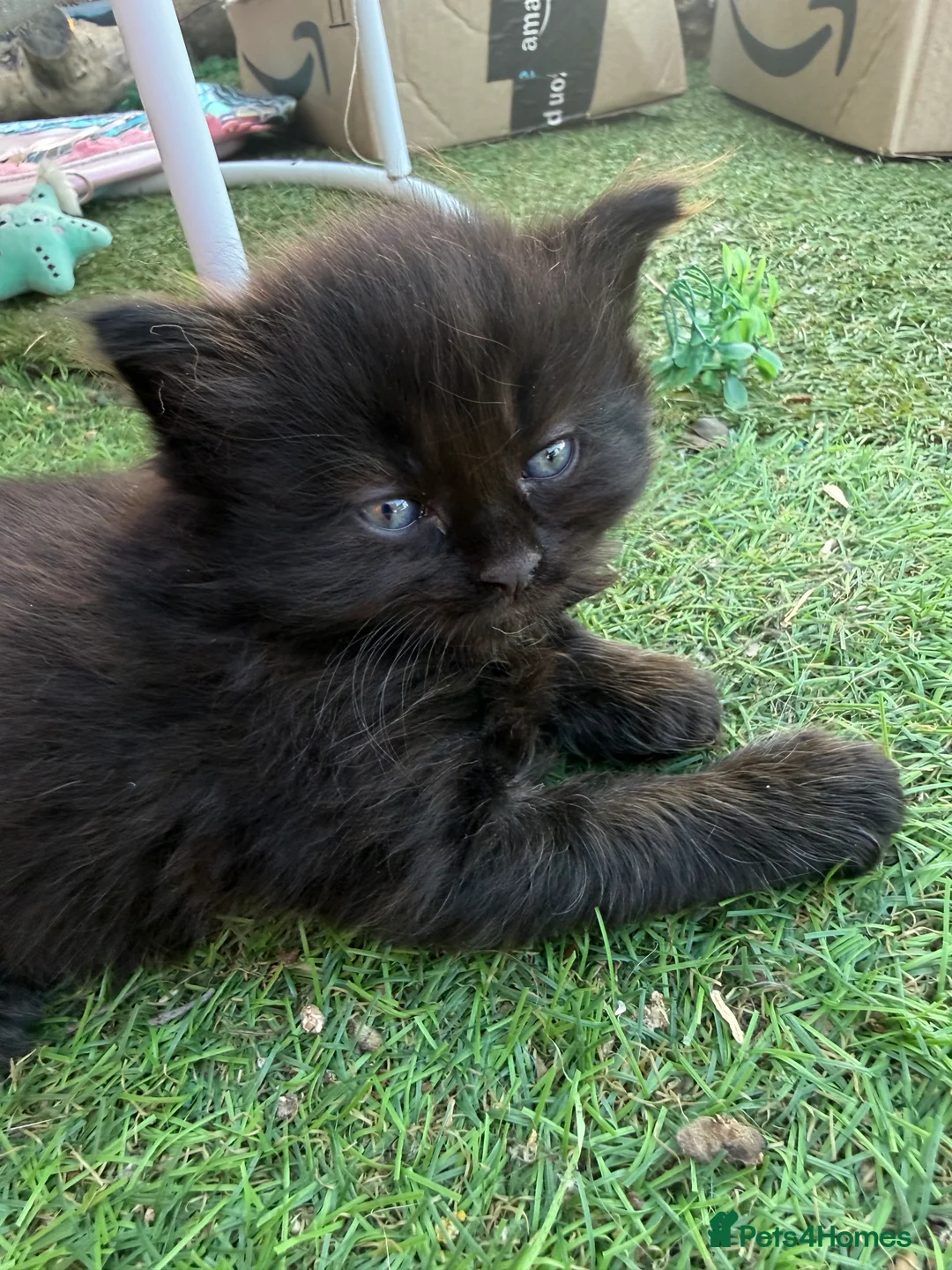 Mixed Breed cats for sale: One boy and one girl left - Longhaired, Kittens - Advert 1