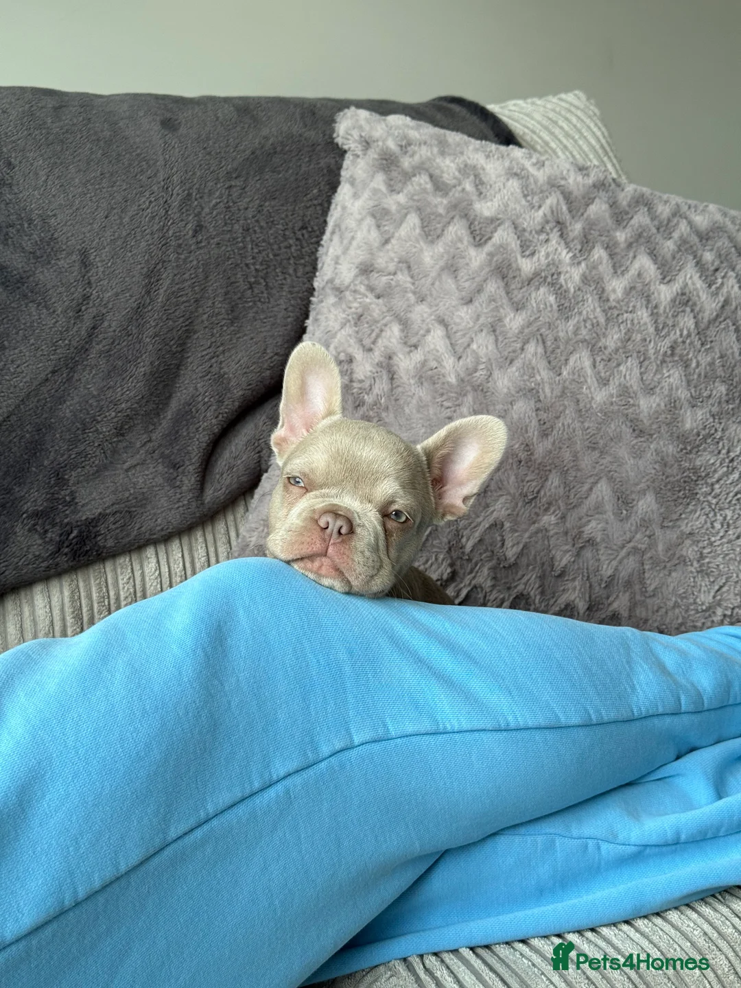 French Bulldog dogs for sale: KC registered French bulldog puppy - Advert 6