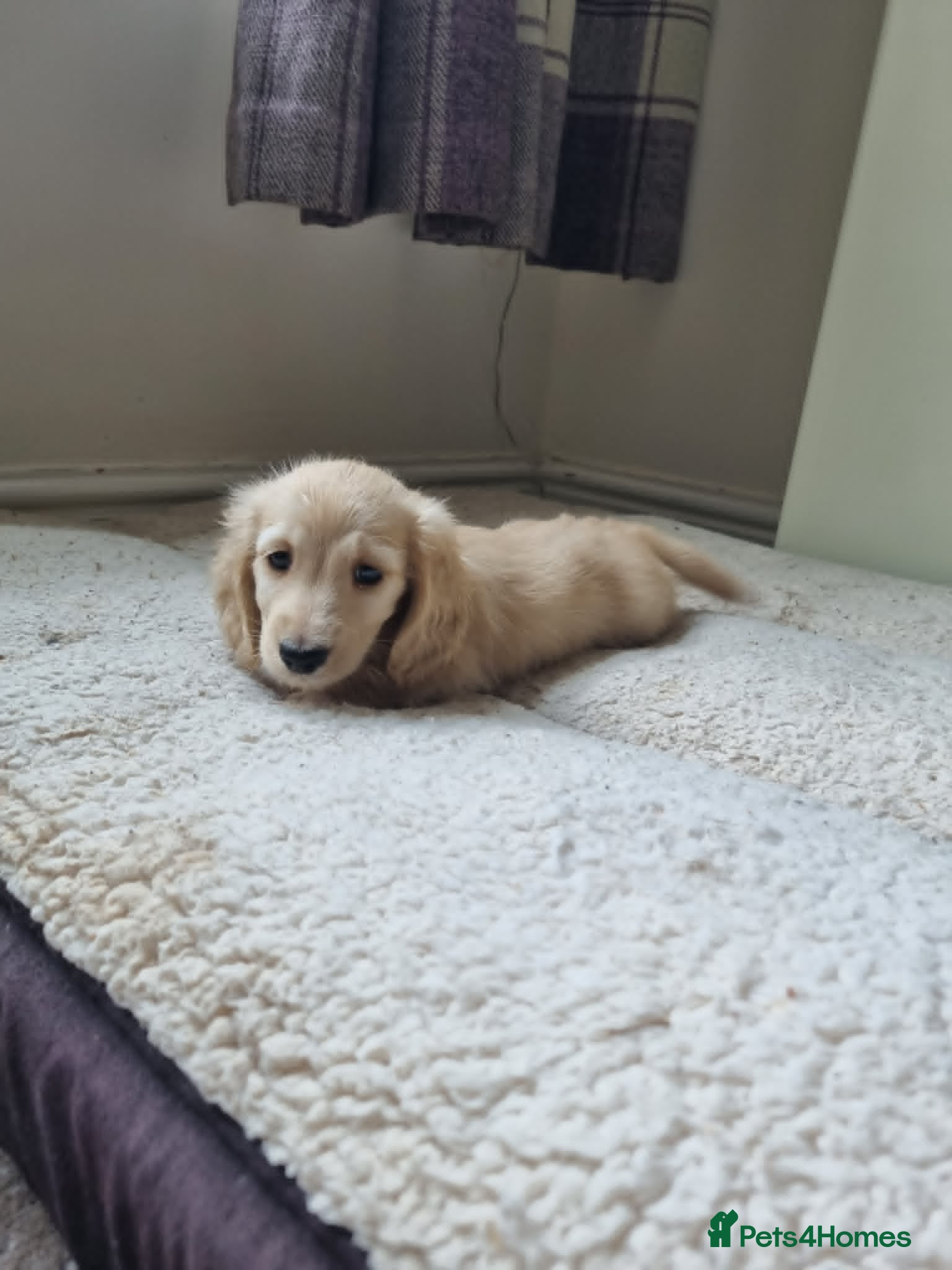 Miniature Dachshund dogs Gorgeous Long Haired Cream Boy PRA Clear - Advert 1