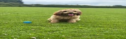 Cockapoo dogs for sale: Nellie - Advert 7