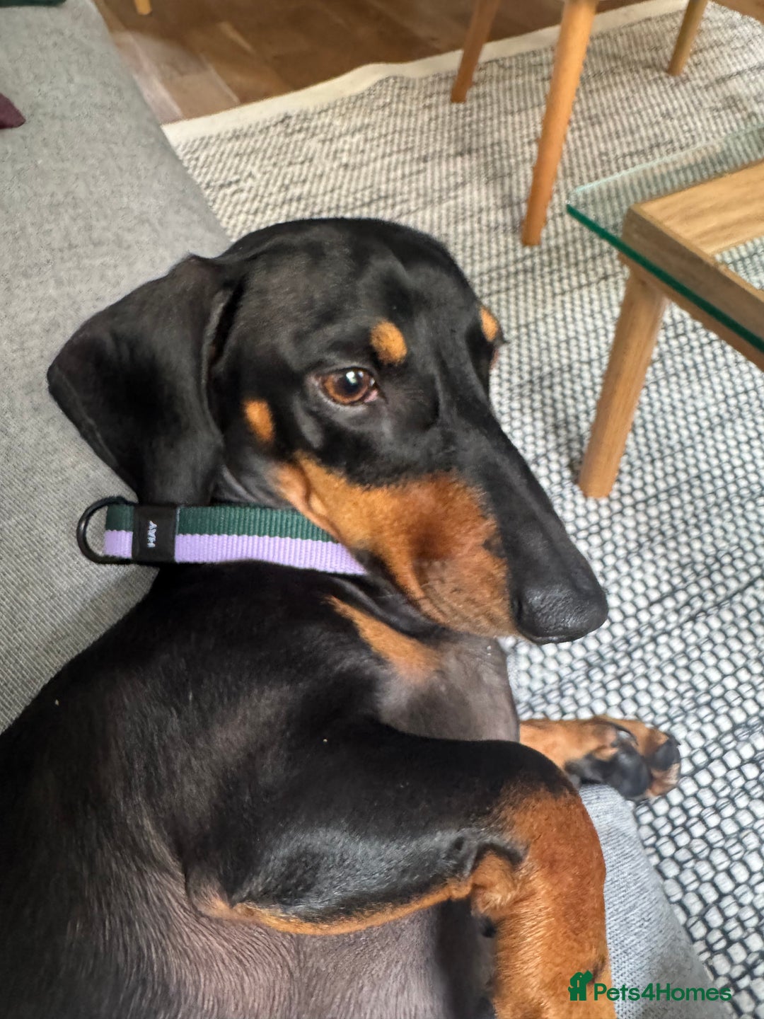 Dachshund dogs for sale: Adorable Dacshund Needs New Home - Image 3