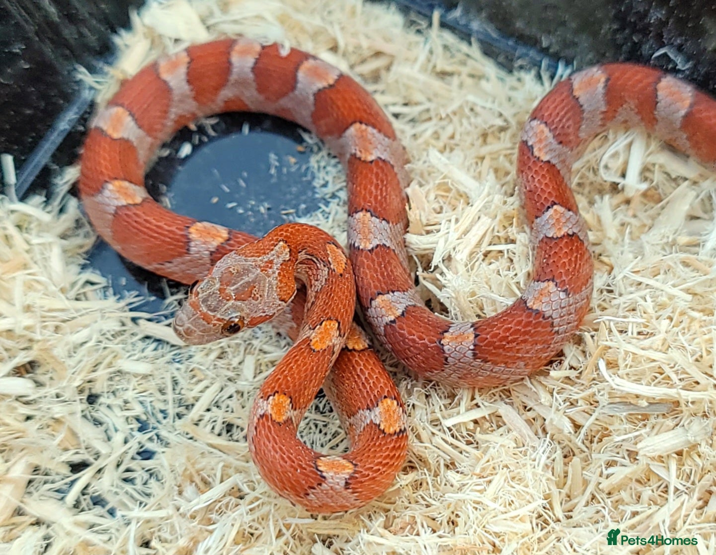 Corn Snake reptiles Dec 2025 bloodred/toffee bloodred corn snakes - Advert 2