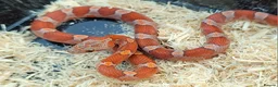 Corn Snake reptiles for sale: Dec 2025 bloodred/toffee bloodred corn snakes - Advert 1