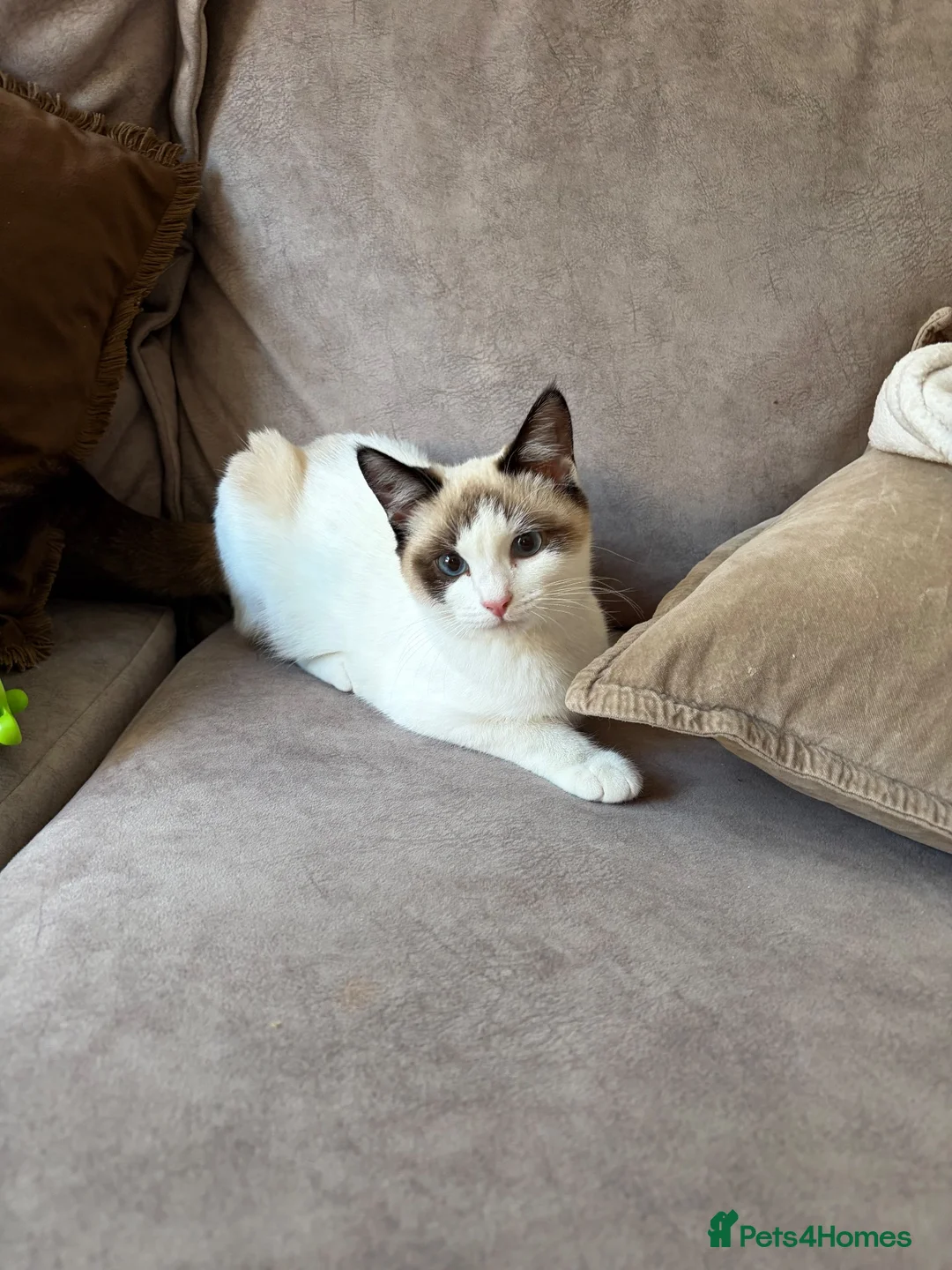 Ragdoll cats for sale: Ragdoll Mix kitten - Advert 1