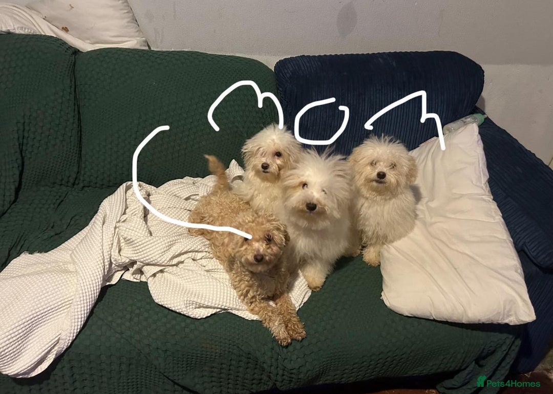 Pomapoo dogs for sale: Pomapoo puppy’s 6 months old - Advert 9