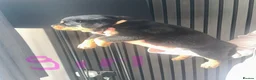 Rottweiler dogs for sale: Outstanding pure  Rottwilwer - Advert 10