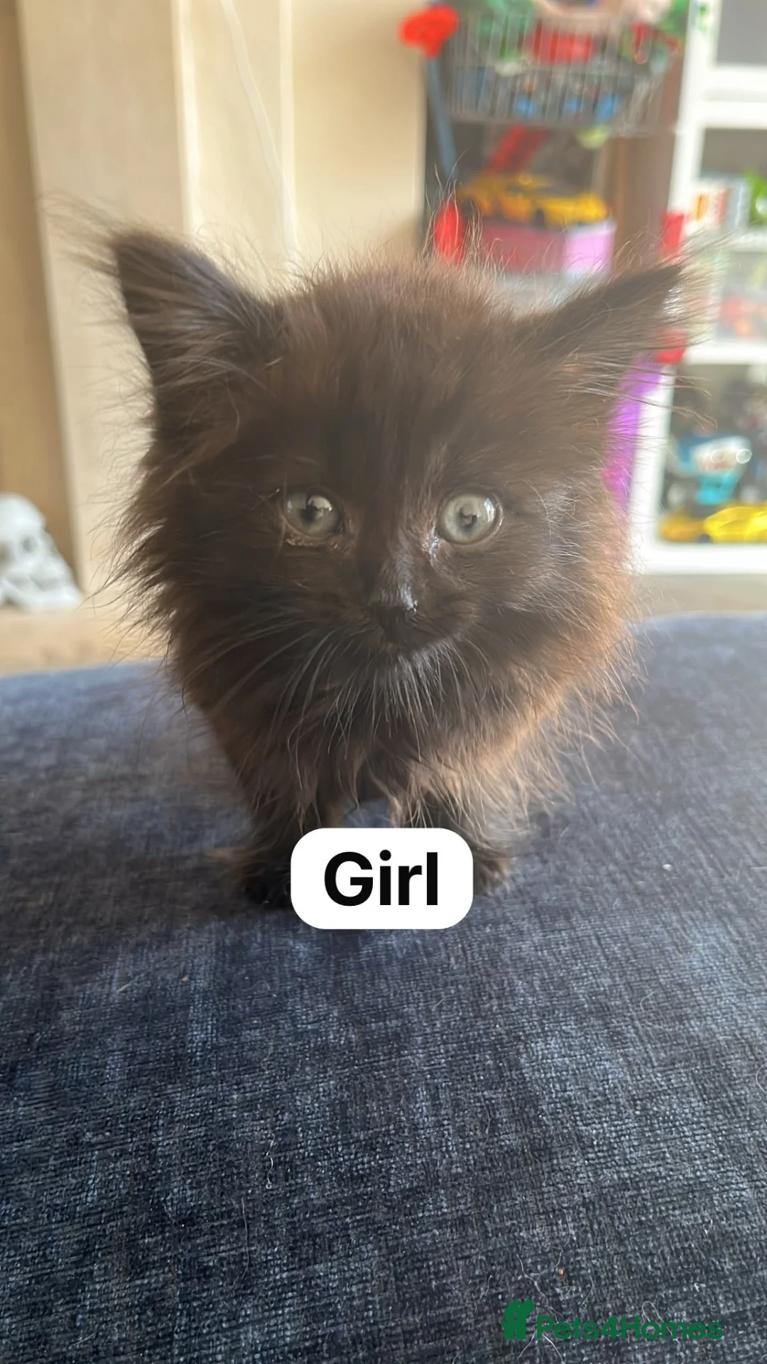 Mixed Breed cats for sale: Kittens for Sale in Crook - Advert 2