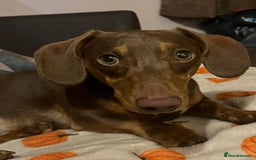 Miniature Dachshund dogs for sale: Urgent rehome - Image 3