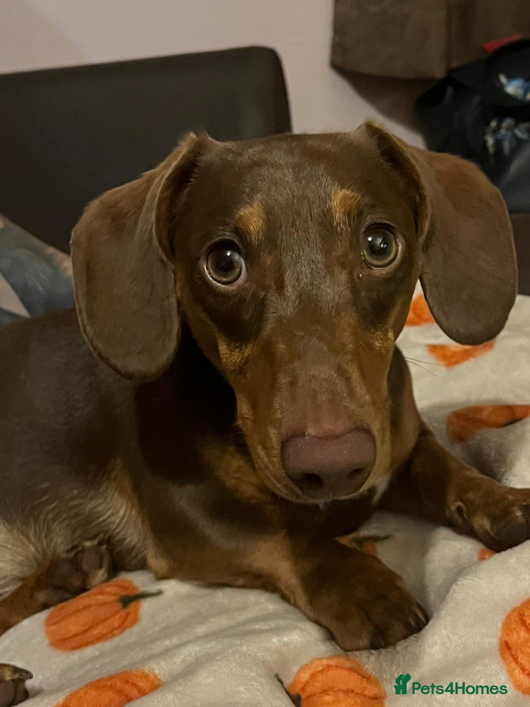 Miniature Dachshund dogs for sale: Urgent rehome - Image 3