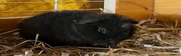 Guinea Pig rodents for sale: Pure bred Teddy boys/boars - Advert 10