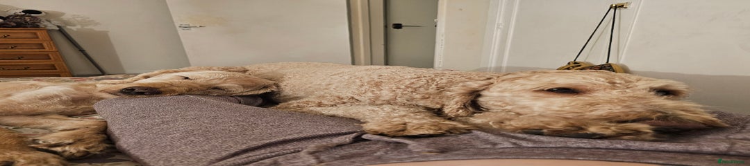 Labradoodle Dog