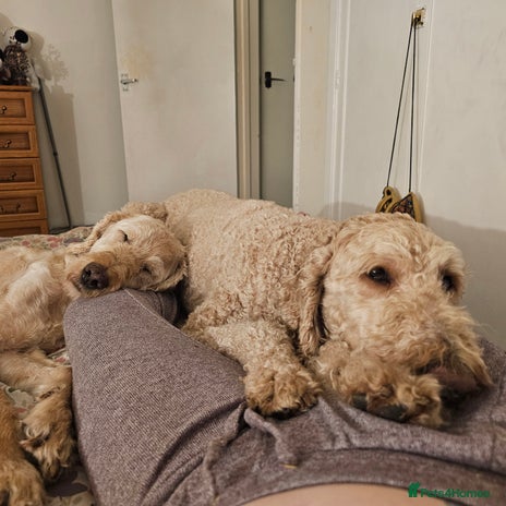 Labradoodle dogs - Advert 3