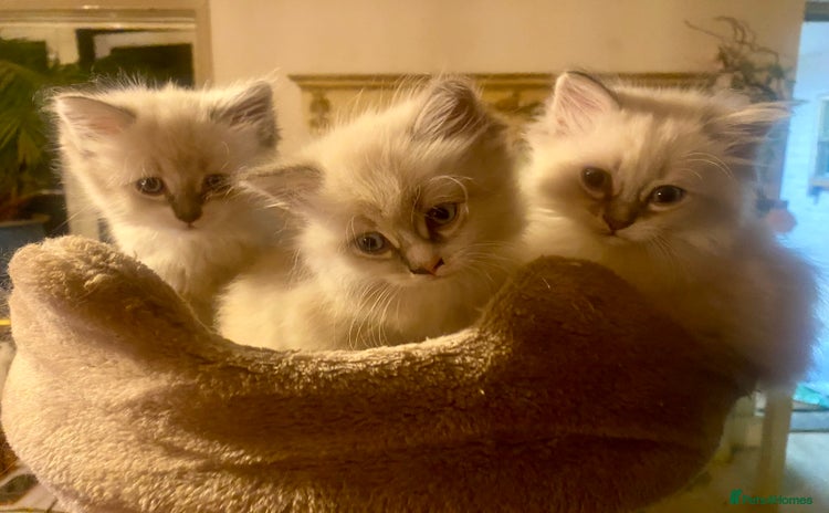 Siberian cats - Advert 2