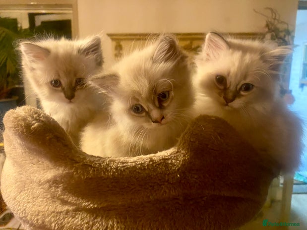 Siberian cats - Advert 4