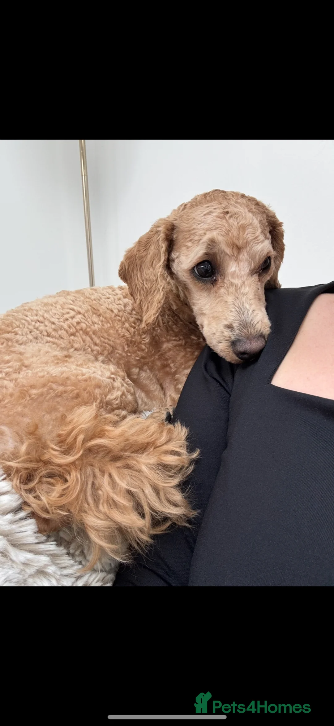 Toy Poodle dogs for sale: Toy Poodle Male  - Advert 4