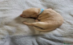 Labrador Retriever dogs for sale: 9 Gorgeous Labrador Puppies  - Image 9