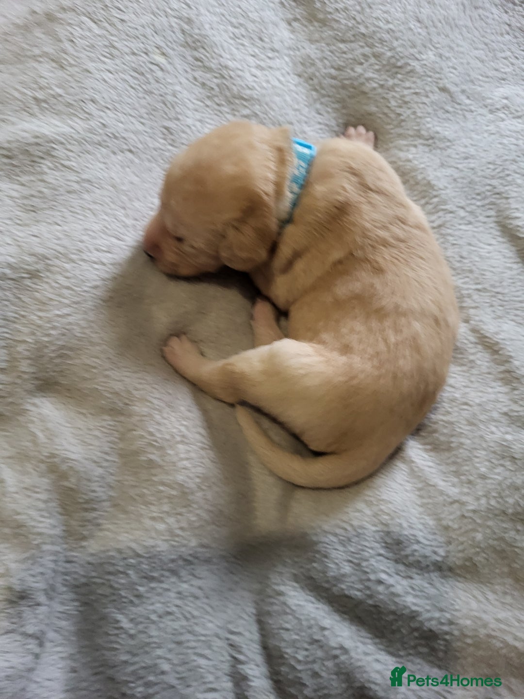 Labrador Retriever dogs for sale: 9 Gorgeous Labrador Puppies  - Image 9