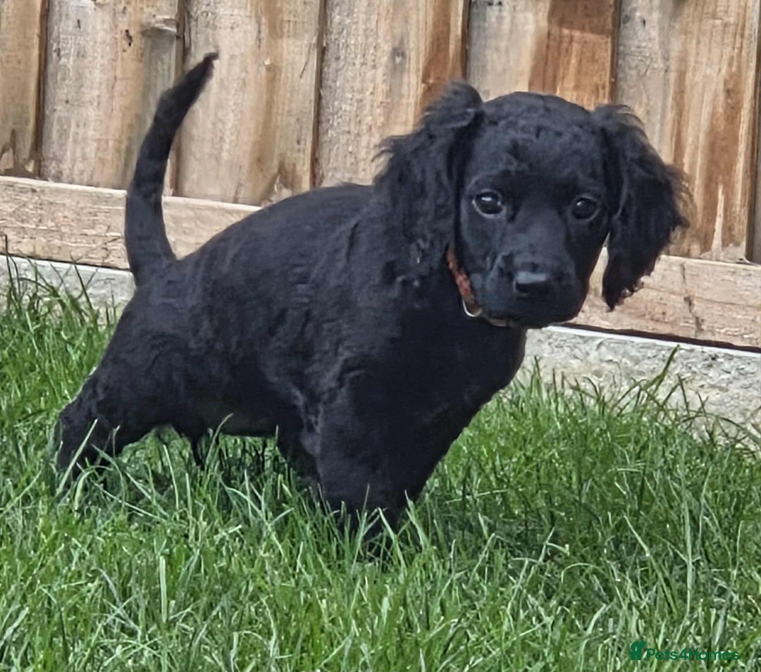 Cockapoo dogs for sale: 🐶F2 COCKAPOO PUPPIES🐶 - Image 5