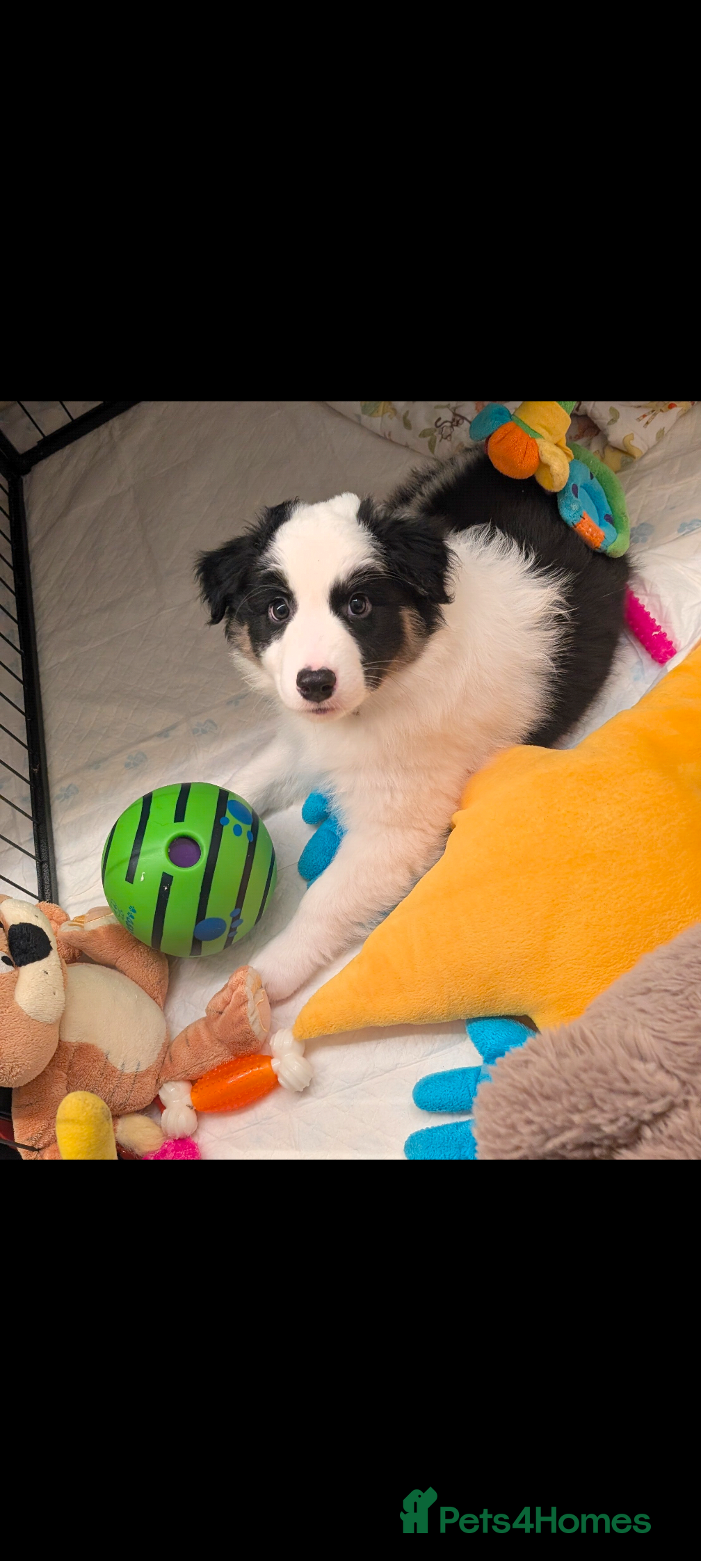 Australian Shepherd dogs Australian shepherd puppies  - Advert 1