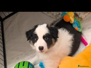 Australian Shepherd dogs Australian shepherd puppies - Advert 1