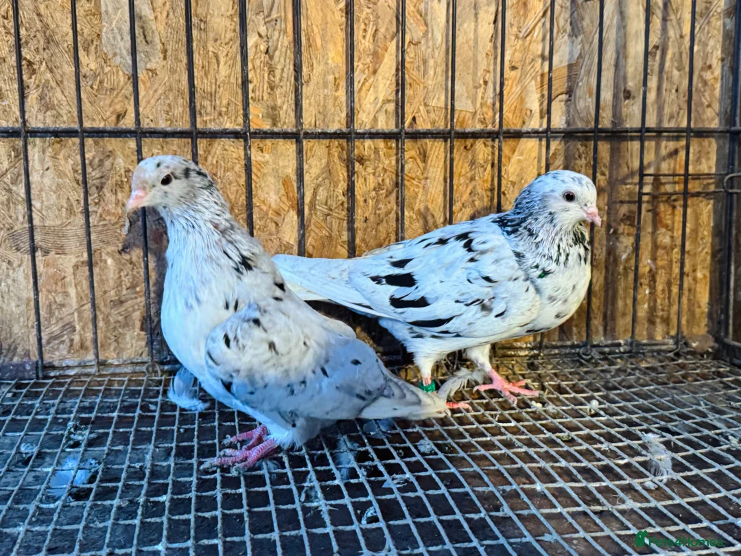 Pigeons birds for sale: BEAUTIFUL ALMOMD ROLLERS FOR SALE - Advert 11