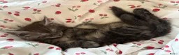 Maine Coon cats for sale: Maine Coon kittens ❤️❤️❤️❤️ in Colchester - Advert 4