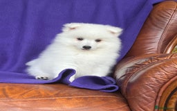 Japanese Spitz dogs for sale: Lovely Male Japanese spitz puppy - Image 15