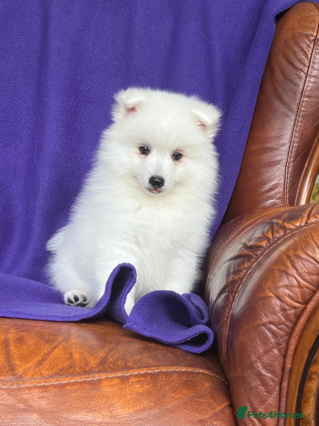 Japanese Spitz dogs for sale: Lovely Male Japanese spitz puppy - Image 15
