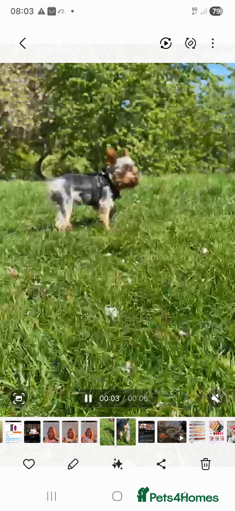 Yorkshire Terrier dogs for stud: Yorkshire terier stud - Advert 2