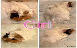 Guinea Pig rodents for sale: Baby Guinea Pig For Sale Lunkarya/Sheltie Mix - Advert 7