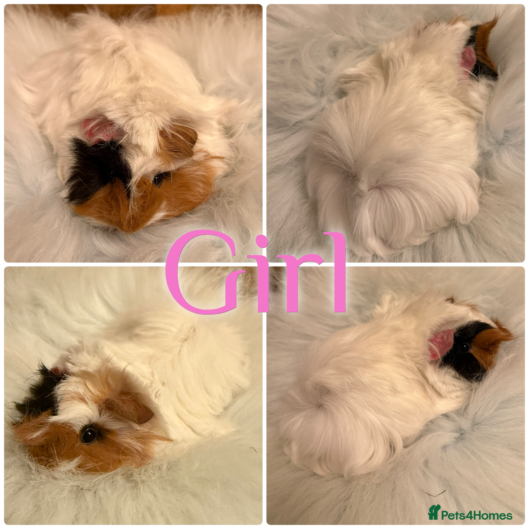 Guinea Pig rodents for sale: Baby Guinea Pig For Sale Lunkarya/Sheltie Mix - Advert 7