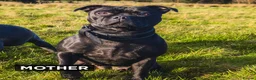 Staffordshire Bull Terrier dogs for sale: Blue & Black KC Staffie Puppies - Champ Bloodline - Advert 8