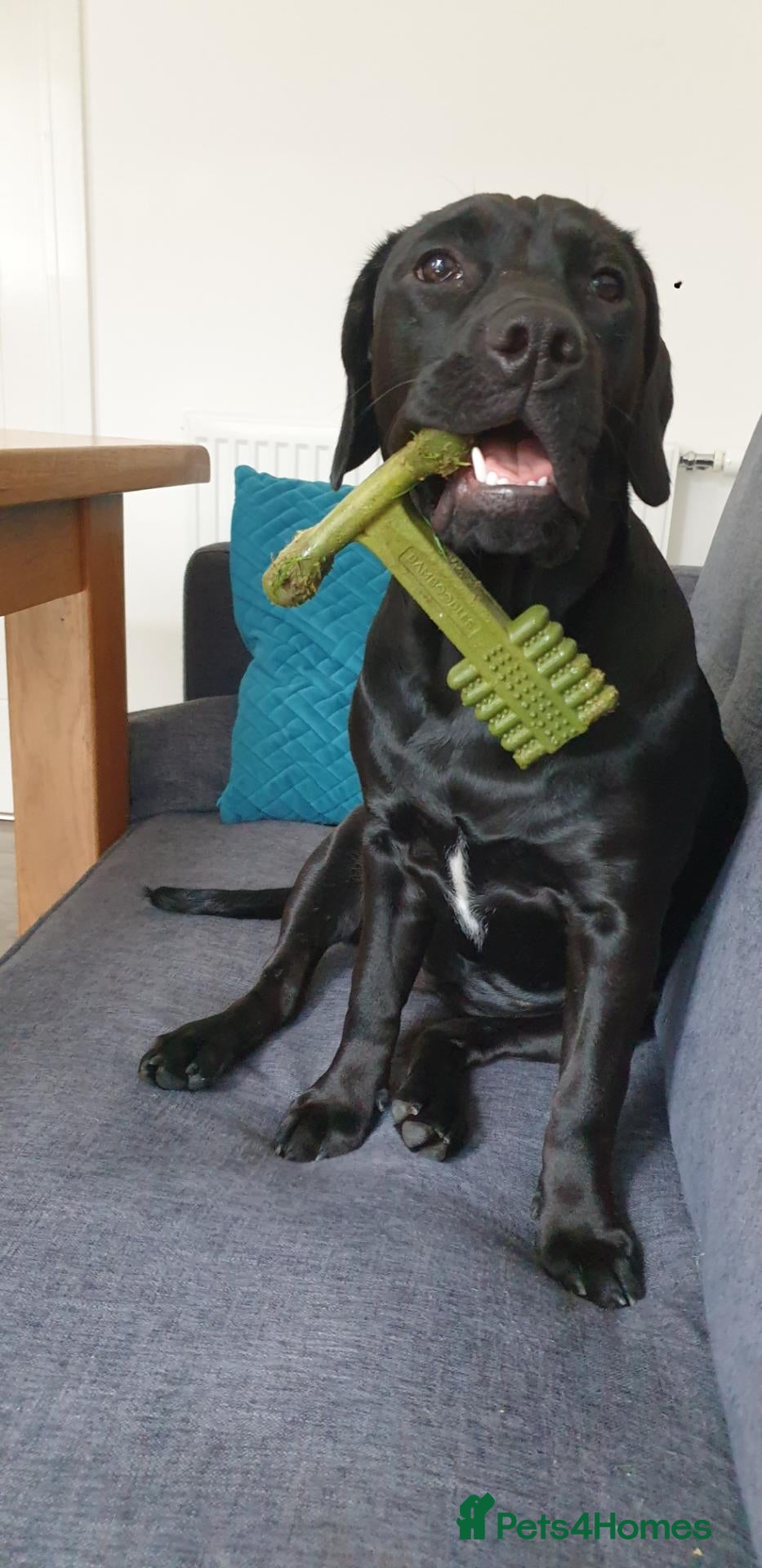 Mixed Breed dogs Midnight - Female - Advert 10