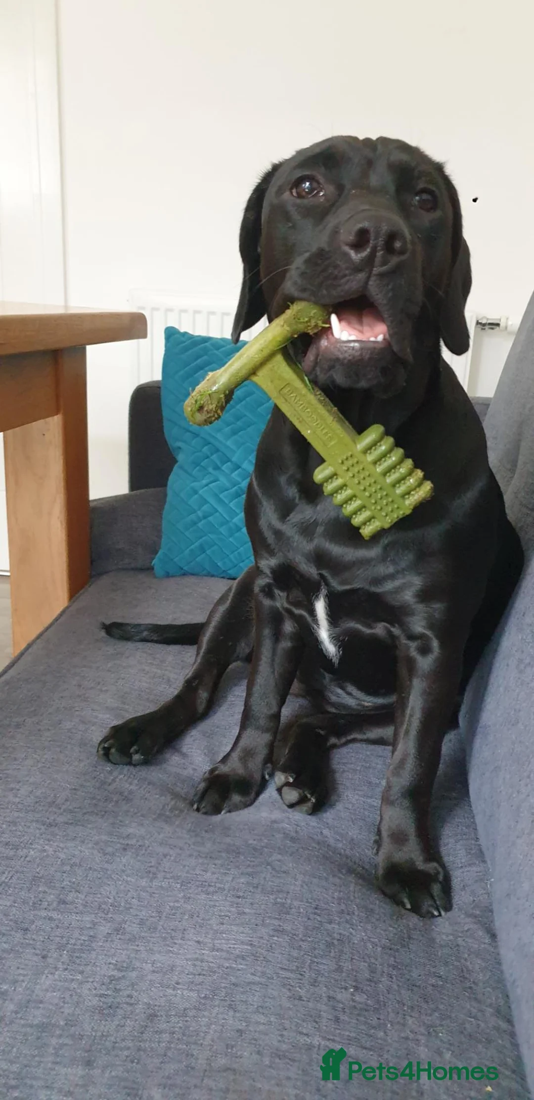 Mixed Breed dogs for sale: Midnight - Female in Stockton-on-Tees - Advert 1