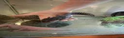 Axolotl reptiles for sale: Mixed pair of Axolotls with Tank - Advert 7