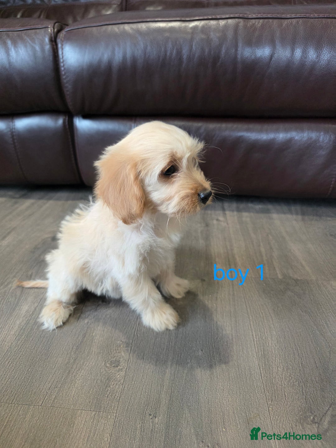 Cockapoo dogs for sale: Adorable cockapoo pups ready to go 🐶 - Image 31