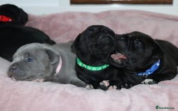 Staffordshire Bull Terrier dogs for sale: KC Reg Staff Pups Blue/Black, Champion Blood Lines - Image 21