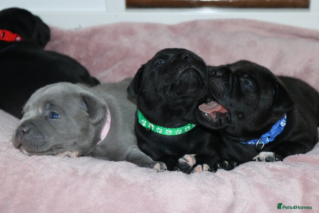 Staffordshire Bull Terrier dogs for sale: KC Reg Staff Pups Blue/Black, Champion Blood Lines - Image 21