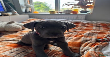 Cane Corso dogs - Advert 6