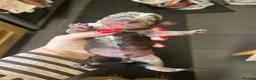 Miniature Dachshund dogs for sale: Miniature smooth hair x wire hair  - Advert 14