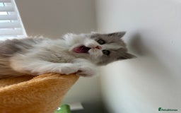 British Shorthair cats for sale: 🐻 Beautiful Teddy Bear BSH and BLH 🐻 - Image 2