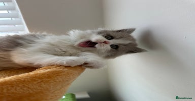 British Shorthair cats - Advert 6