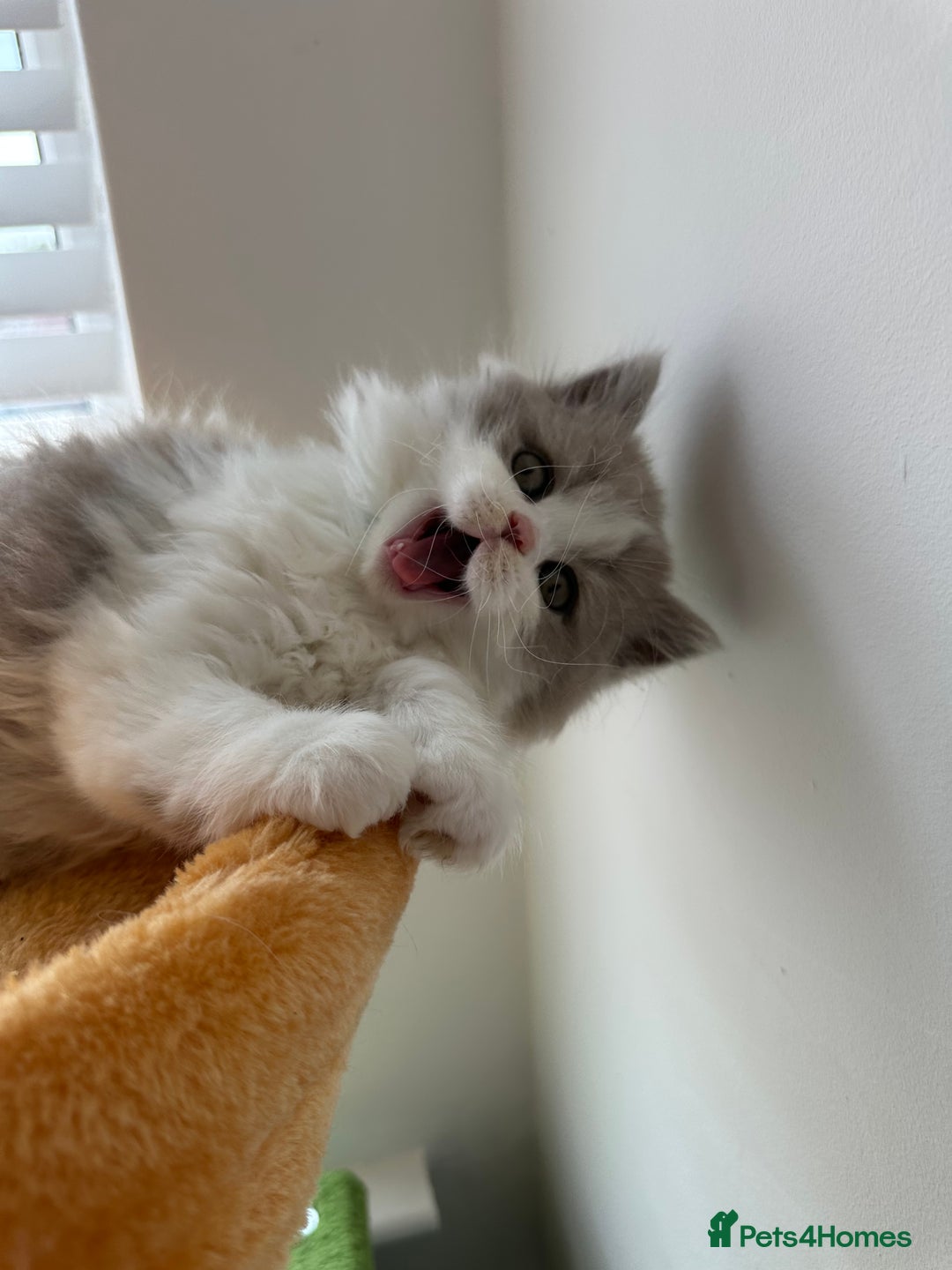 British Shorthair cats for sale: 🐻 Beautiful Teddy Bear BSH and BLH 🐻 - Image 2