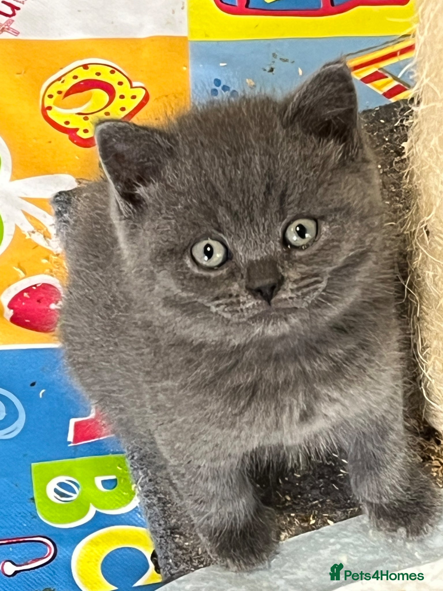 British Shorthair cats for sale: Stunning pure British Shorthaired Kittens  - Advert 12
